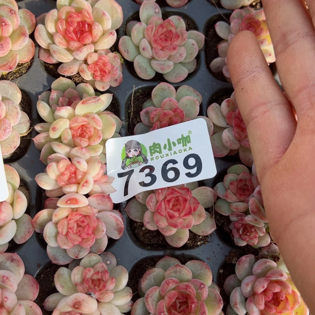S****a多肉植物多肉植物