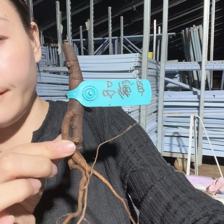 当前无花栽培后可以开花哈德良