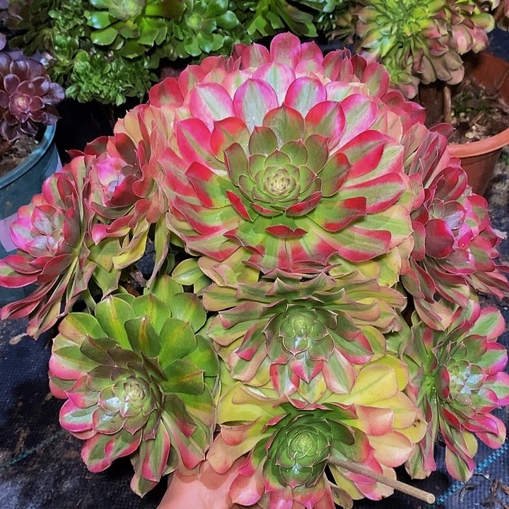 雨荷多肉植物法师