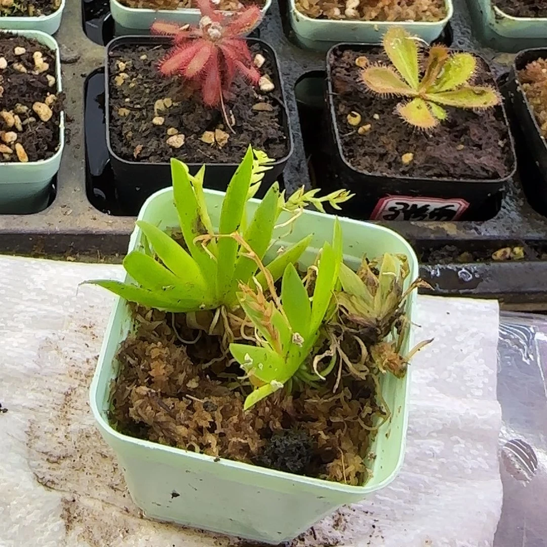 完全开放扇叶文心兰