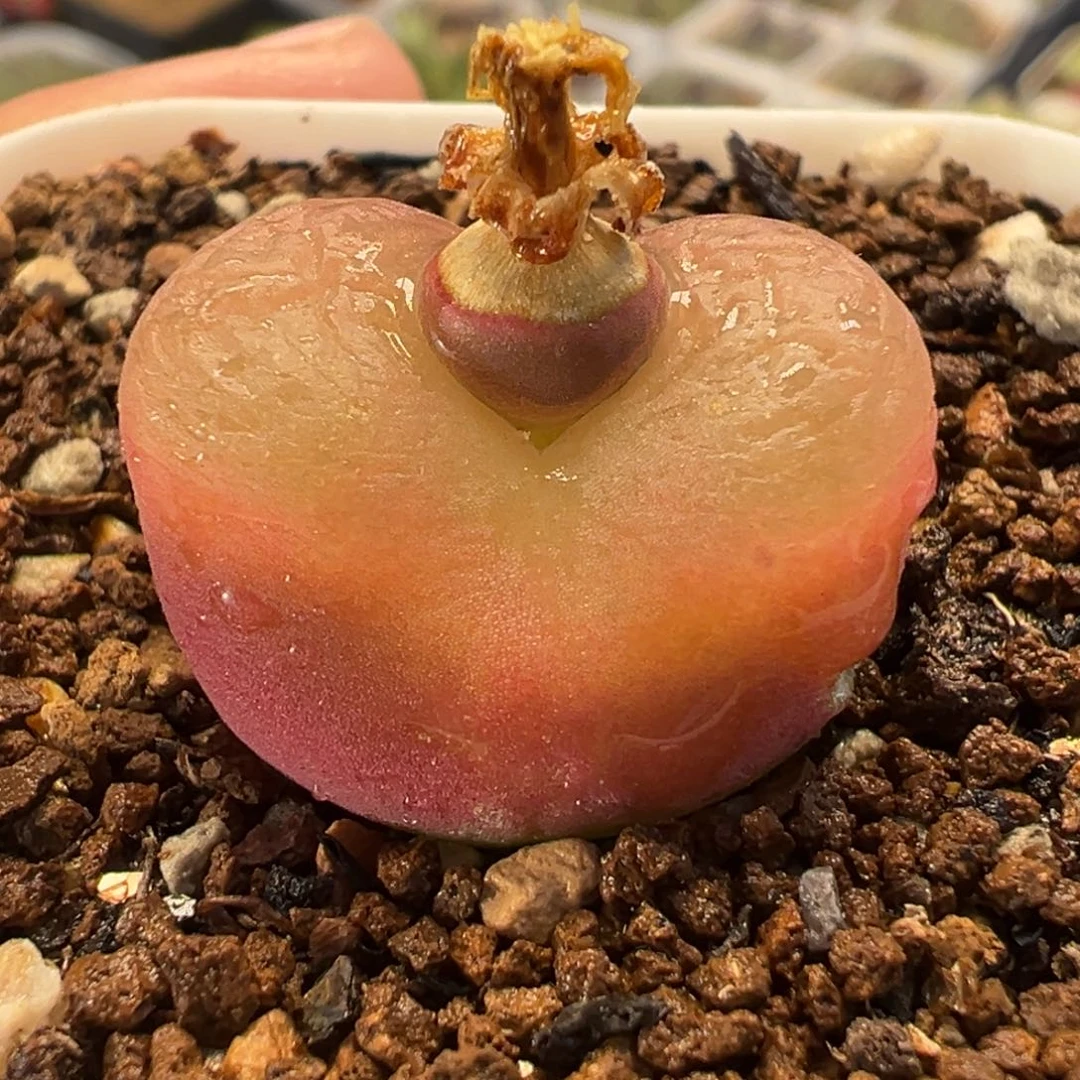 011多肉植物种类多样