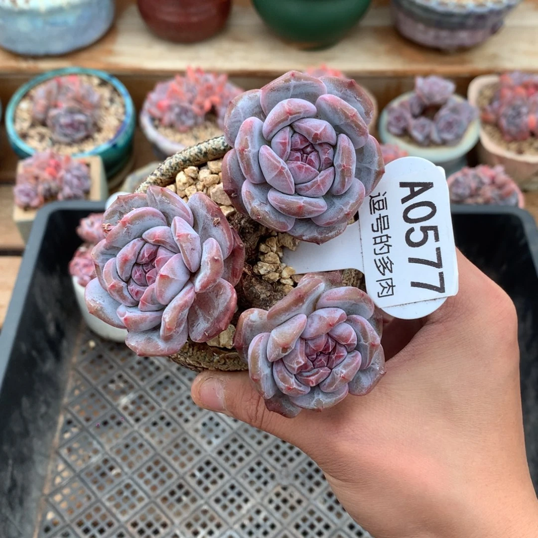 A0577 石榴籽三头老桩 无砍 10cm