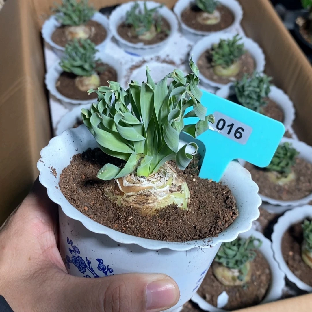 款叶弹簧草多肉植物