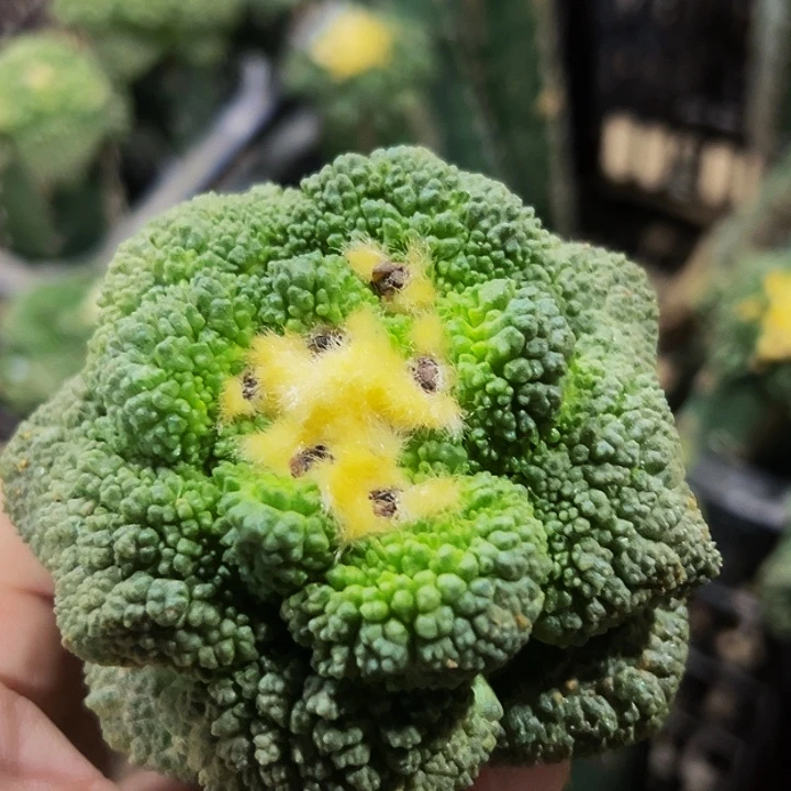 无花朵大尤哥斯拉牡丹629