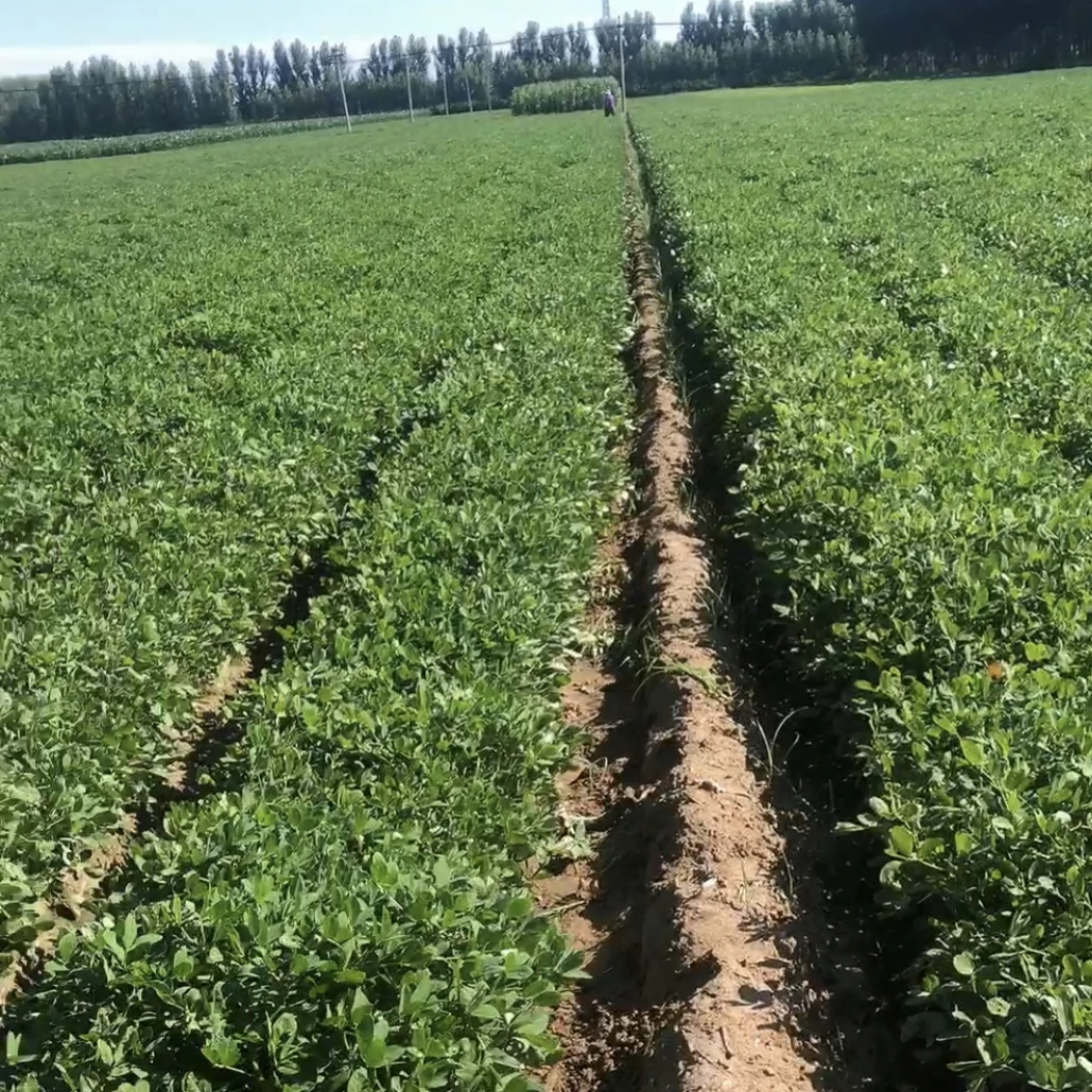 现挖现发新鲜带壳湿花生自产自销美味可口