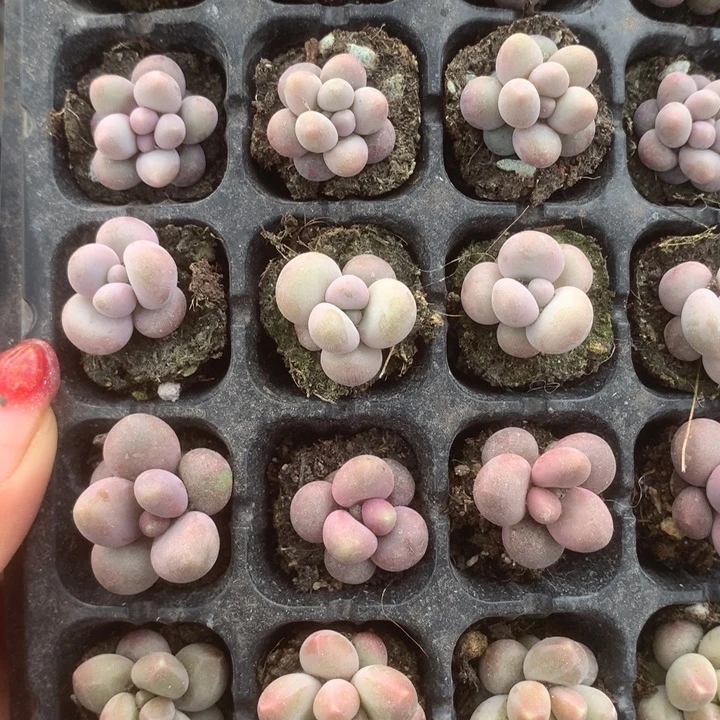 糖果。樱花。  桃花。 蛋黄。 咖啡。  乘以3。 包邮