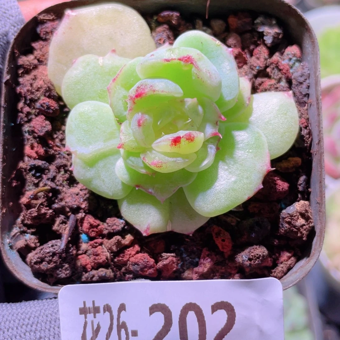 花利美26-202新品石化