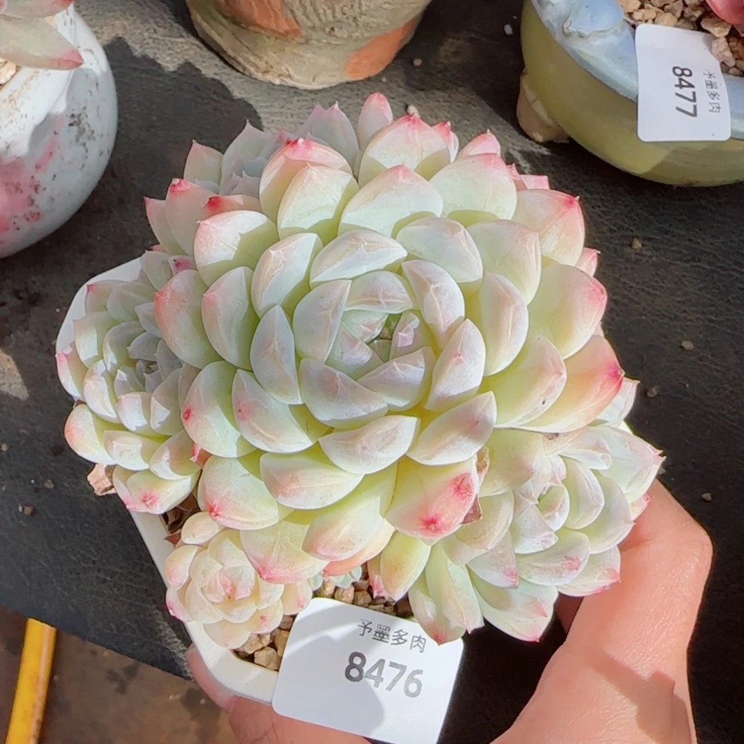 女王群，8476带盆发不包整