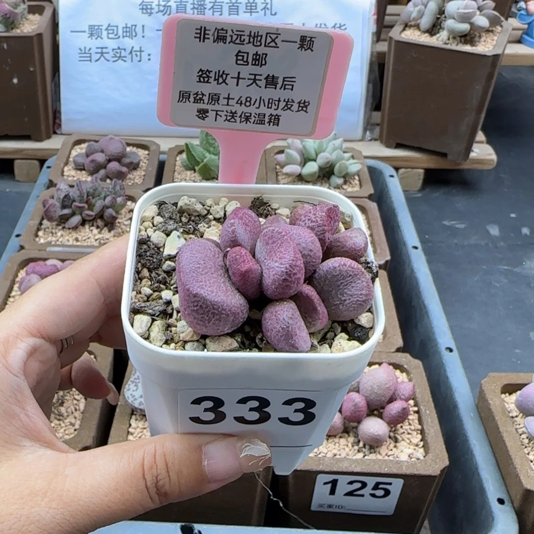 333夏娃多肉植物