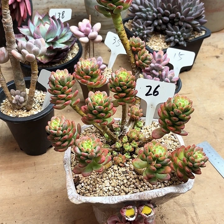 多肉植物，香格里拉26号