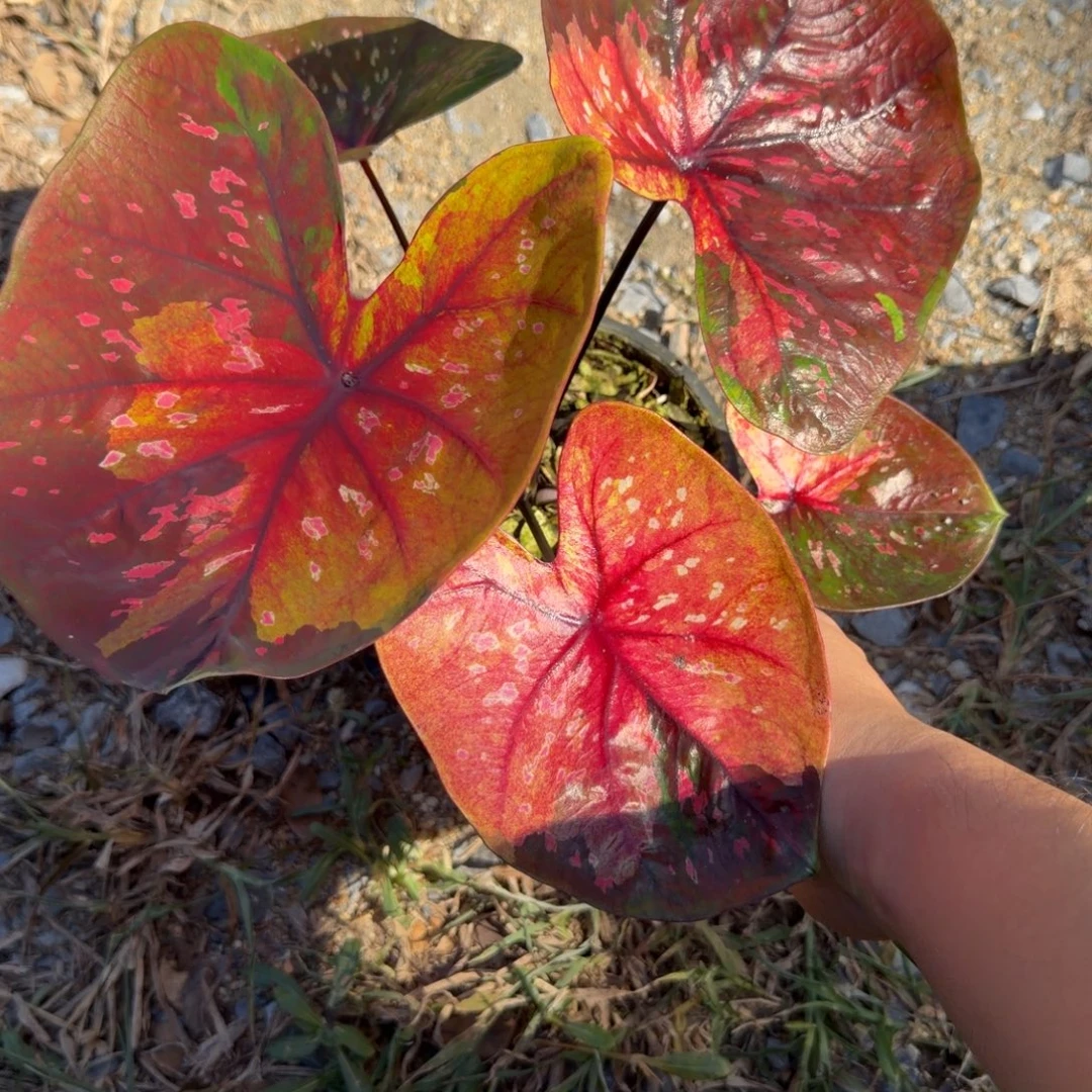 无花朵泰彩晚安 563