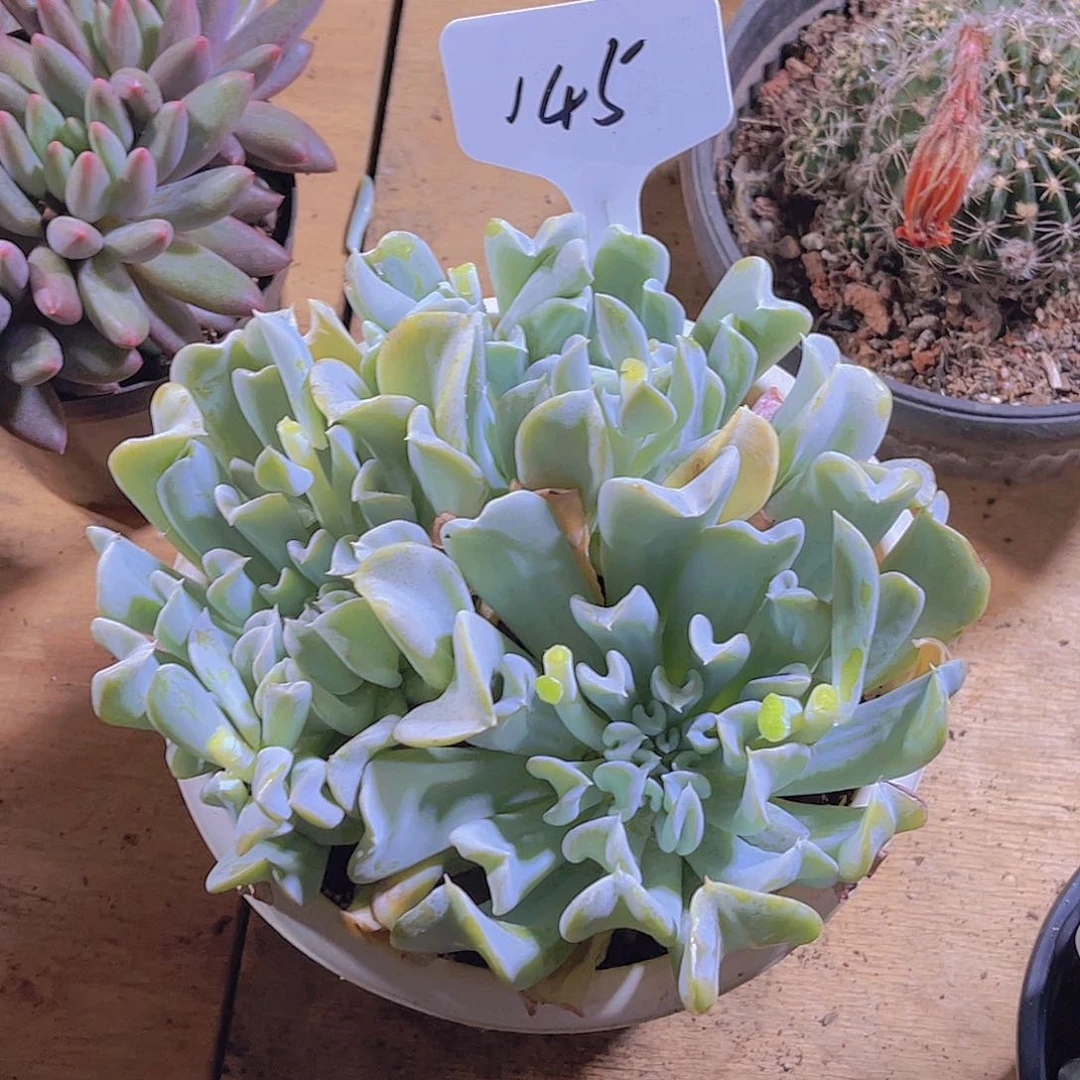 今***了000000000000000145