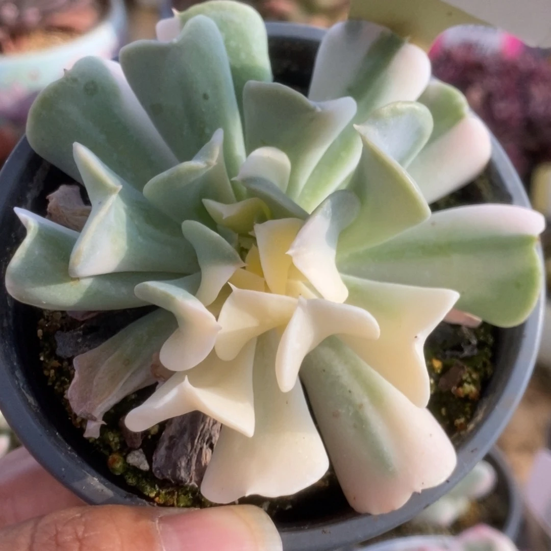 272特玉莲锦锦锦锦锦