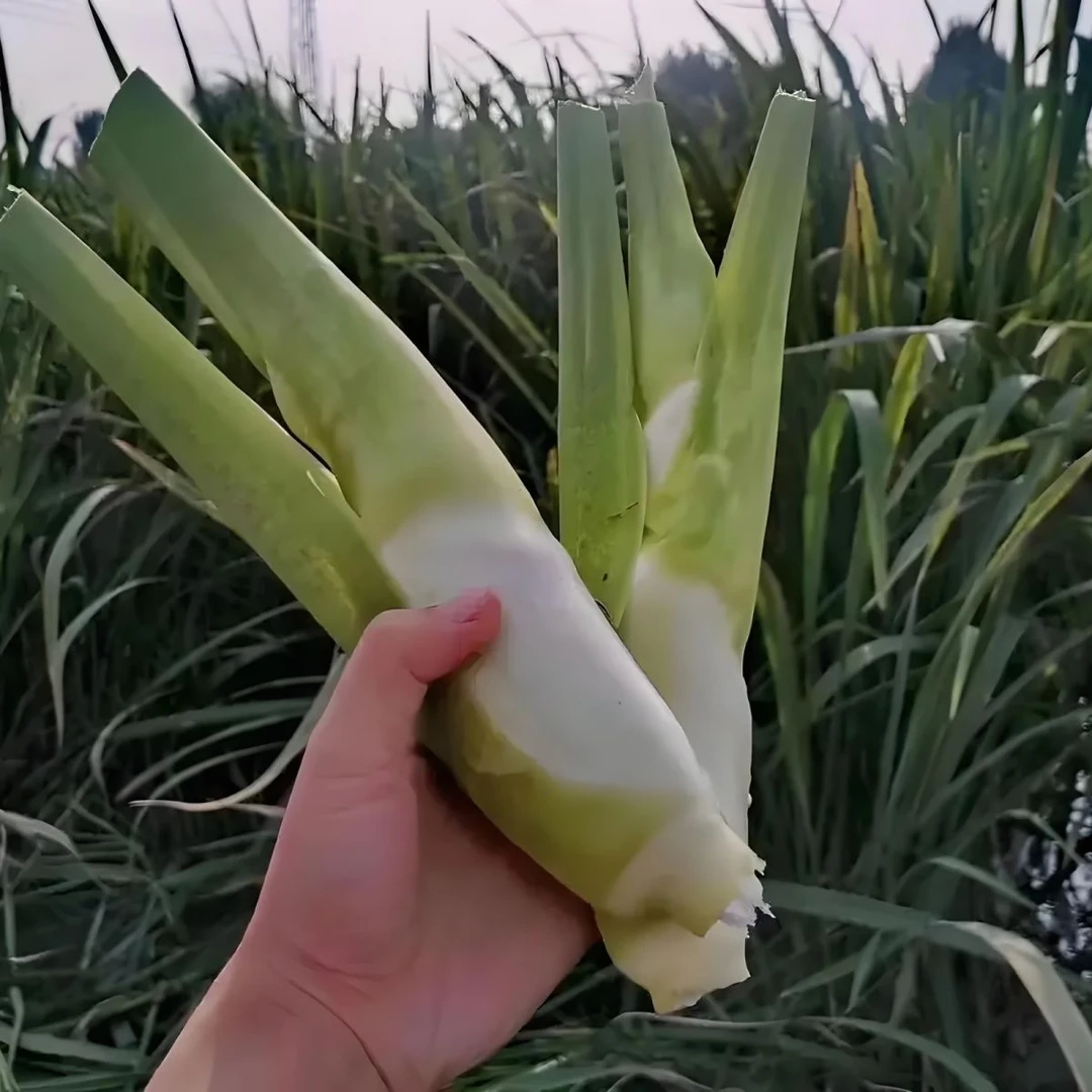 精品上市云南高山新鲜茭白时令蔬菜农家种植高笋品质保证