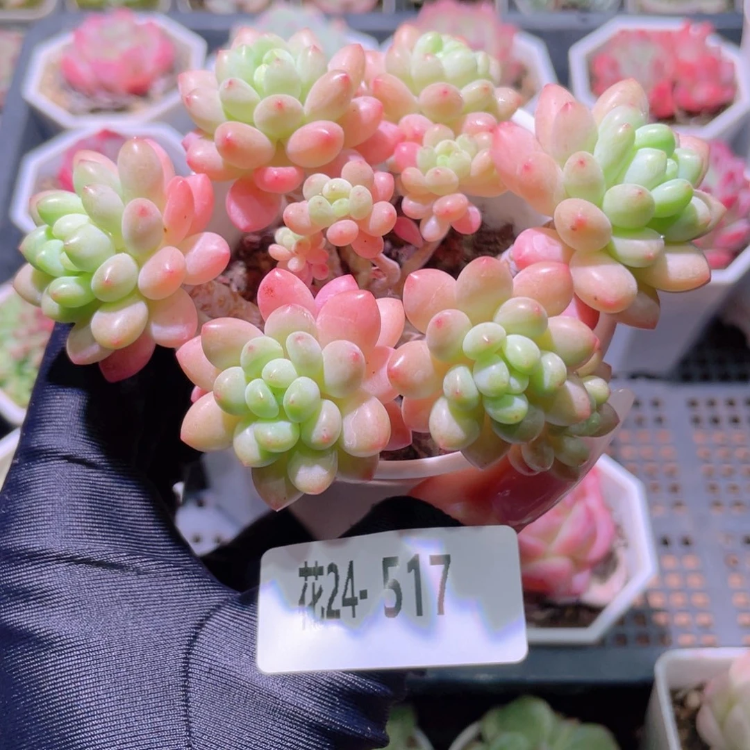 花利美24-517洛可可