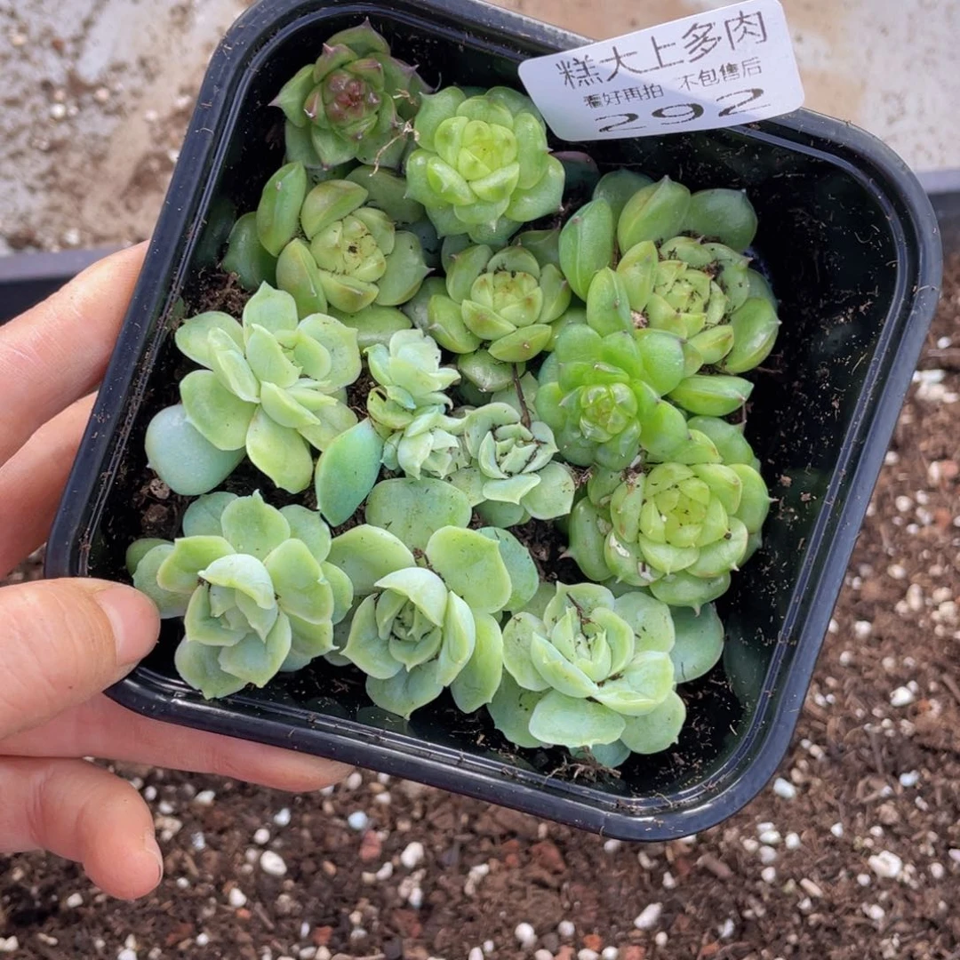 糕大上多肉植物202