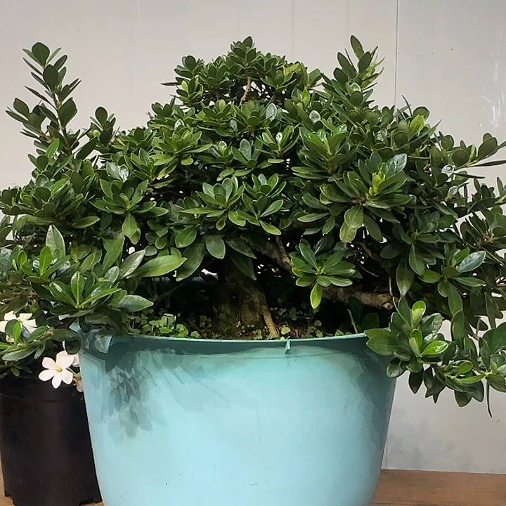 *****无花朵玉荷栀子花