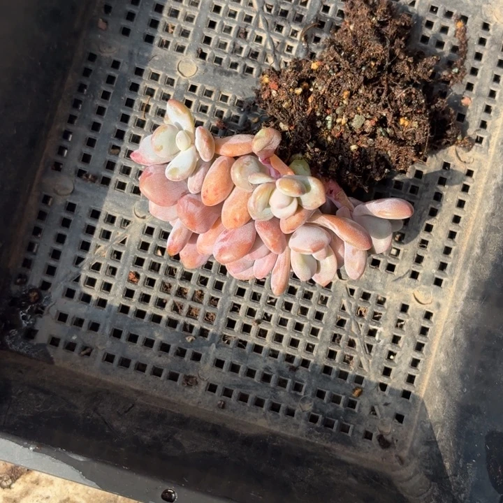 多肉植物粉兔小树朵朵