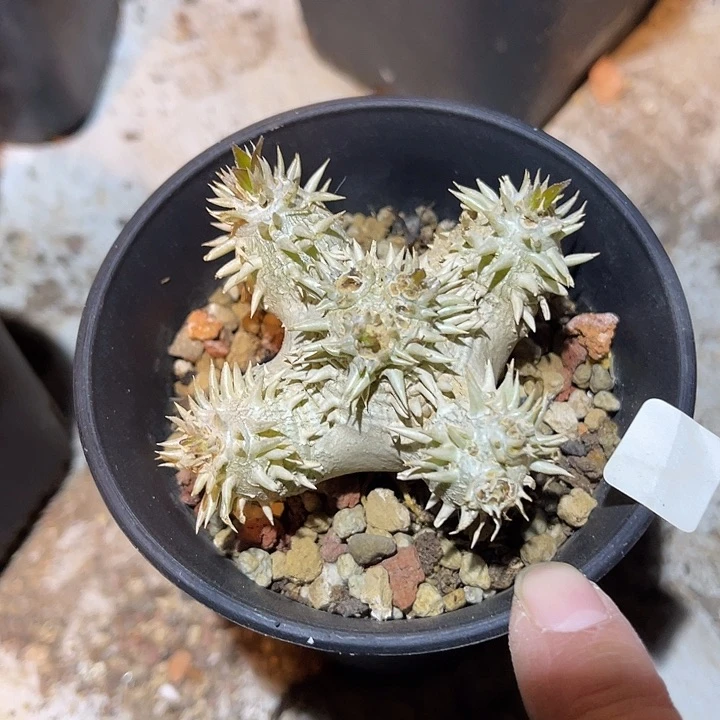 满38包邮2天凑单，脱土晾根年后发货多肉