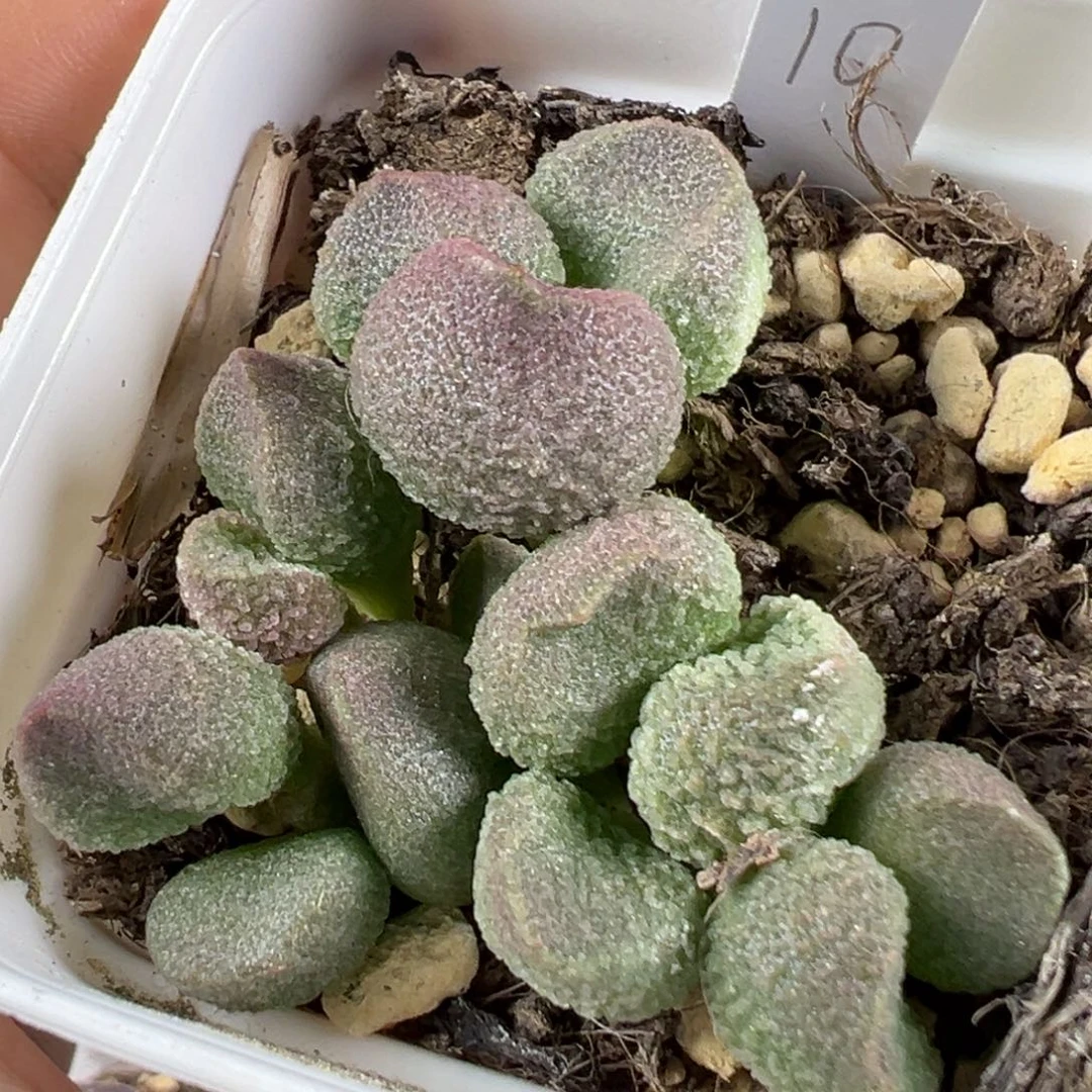 w水蜜桃多肉植物水泡