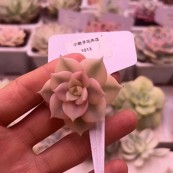 1013号贝加尔湖锦多肉