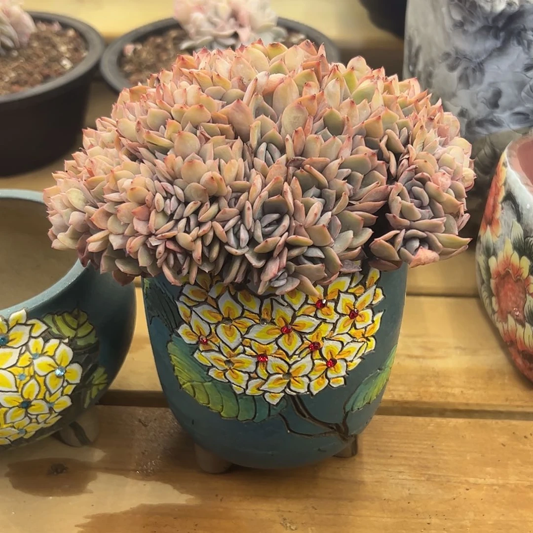 天****0天若有情专拍提拉米苏+盆