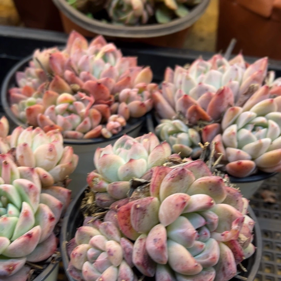 阿尔巴佳人90盆春节福利