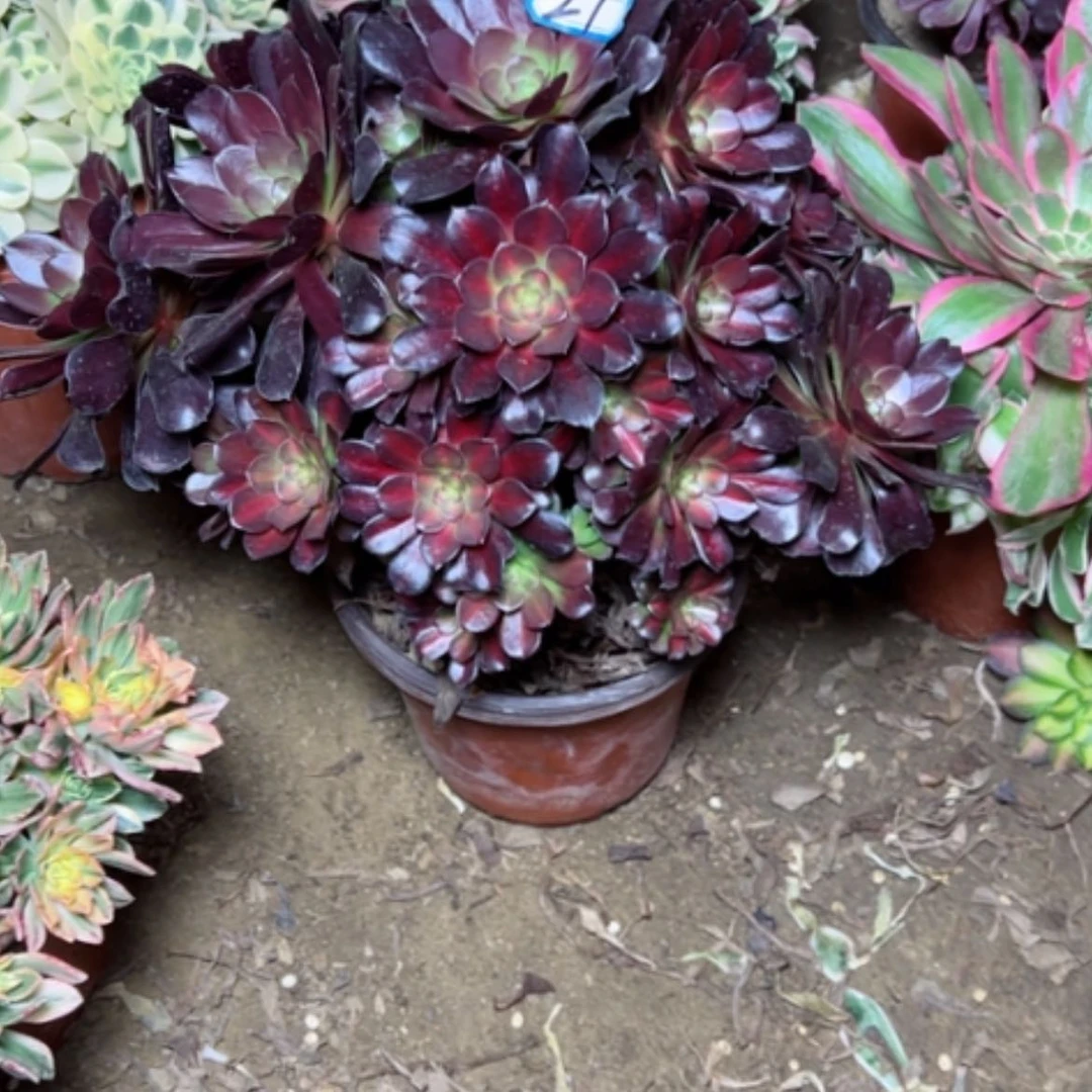 【闪购商品】c*q多肉植物花纳29