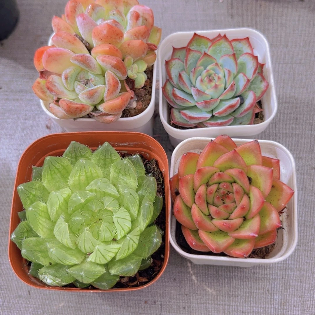 刚毅。安娜斯。粉水晶。樱雨露