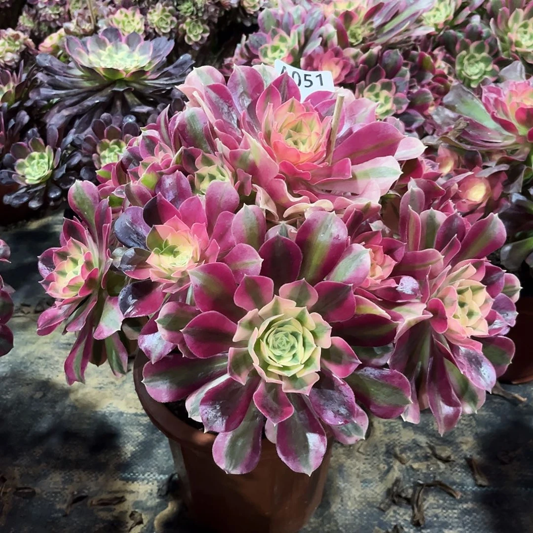 多肉植物粉女巫051多肉