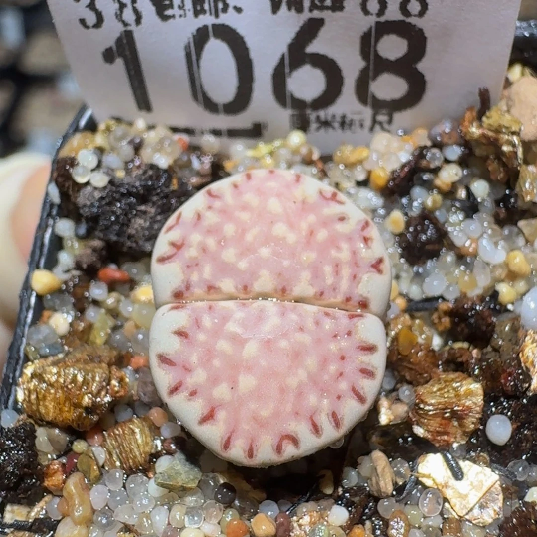 zzzzz精品生石花1068