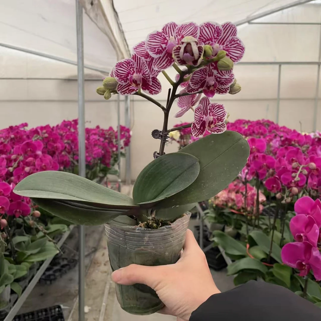 《黑珊瑚》精品蝴蝶兰  清新淡雅 室内花卉