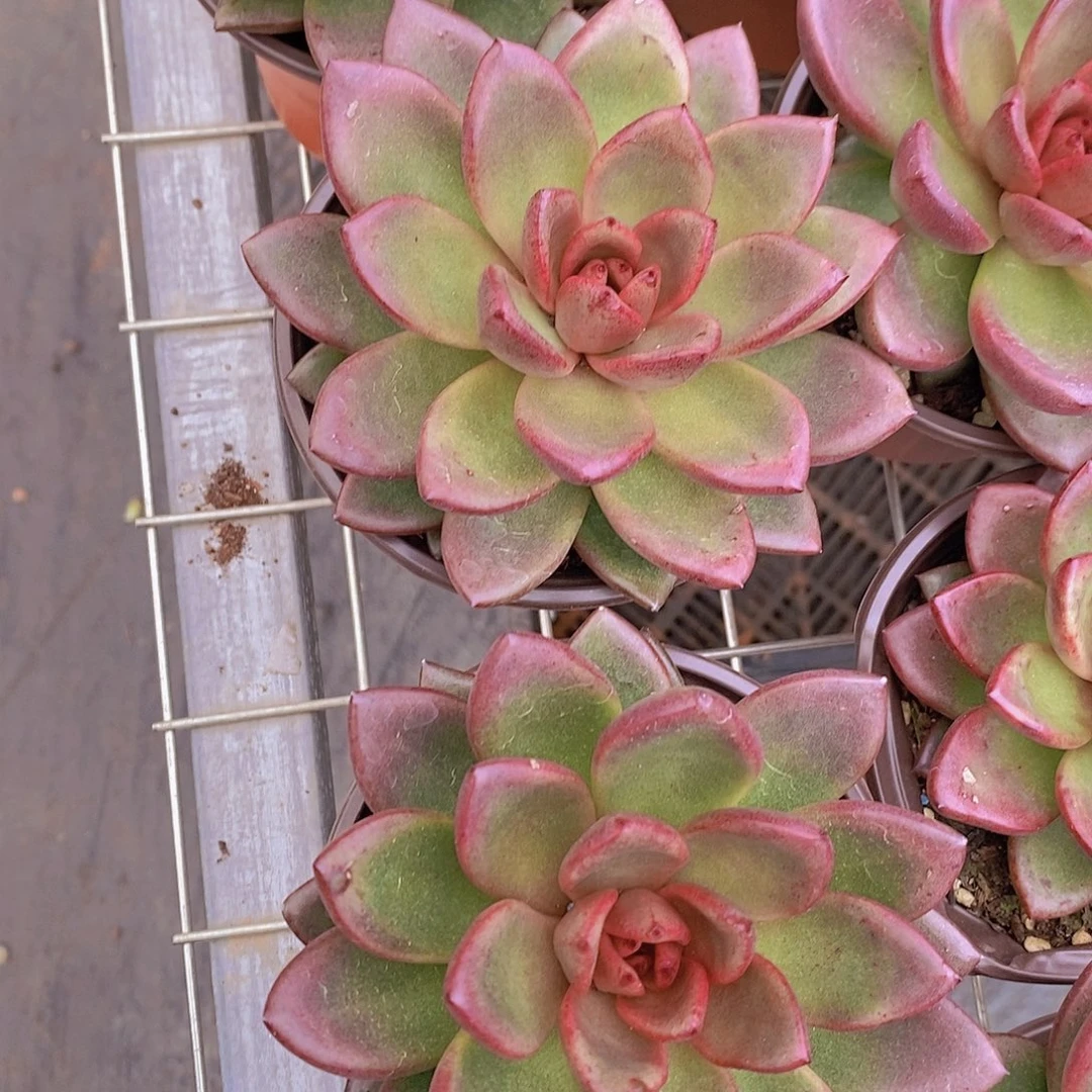 2盆丰沛玫瑰 大单头小盆