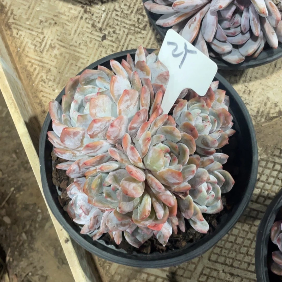 刚***坑星影缀化多头群生25