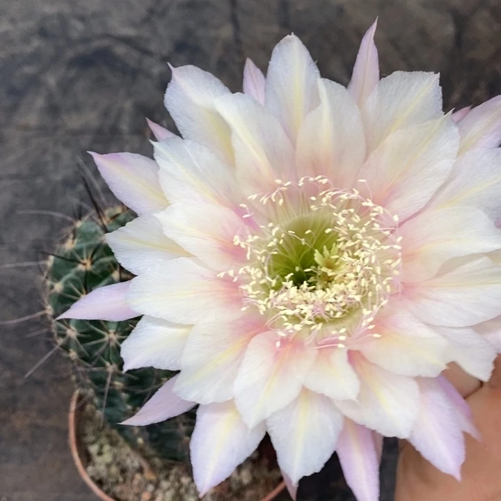 彩草自根拉丝的随机发货一个