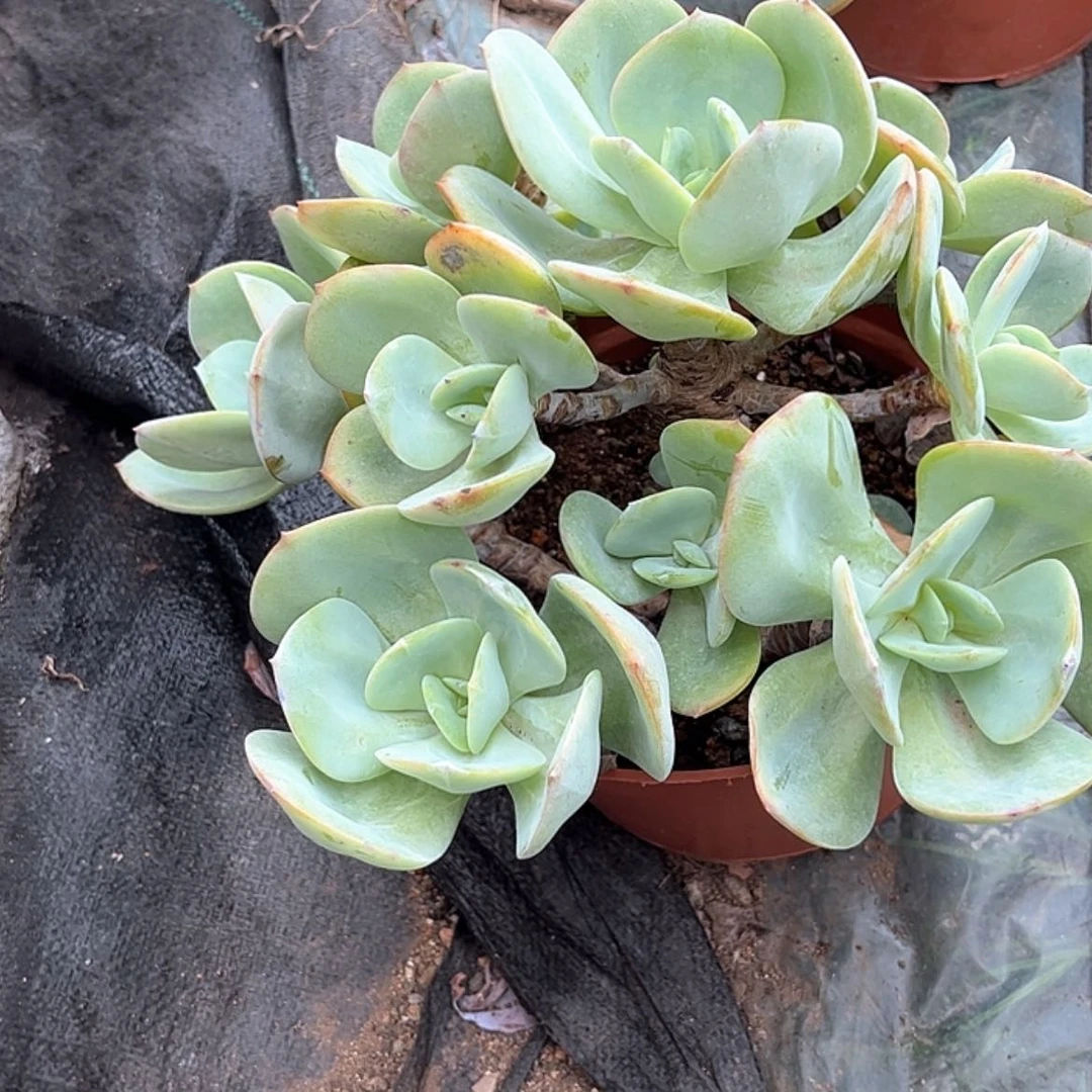 【闪购商品】无花朵小**姨