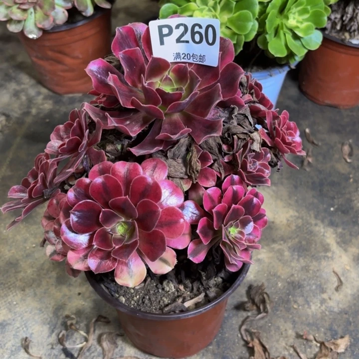 瑞妈多肉园艺260-