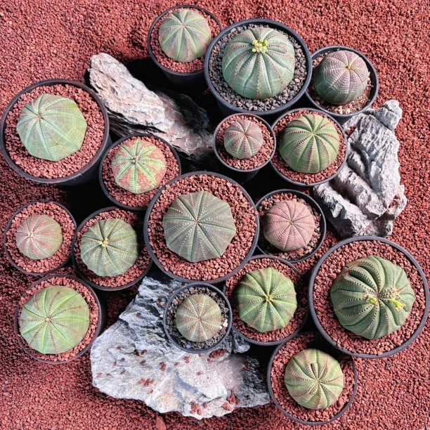 允禾多肉植物欧系实生布纹球一物一拍所见即所得可爱贵货稀有品种