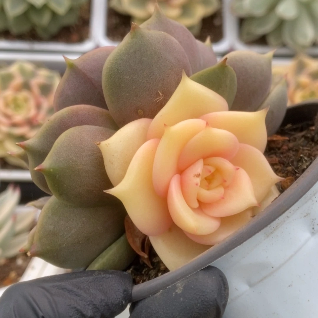 233贝加尔湖锦锦锦锦锦锦