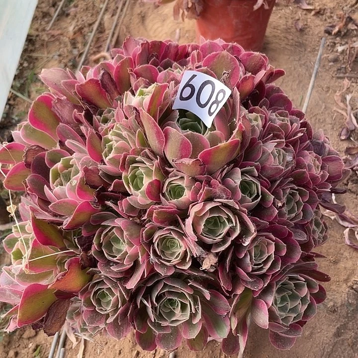 多肉植物法师608妖月