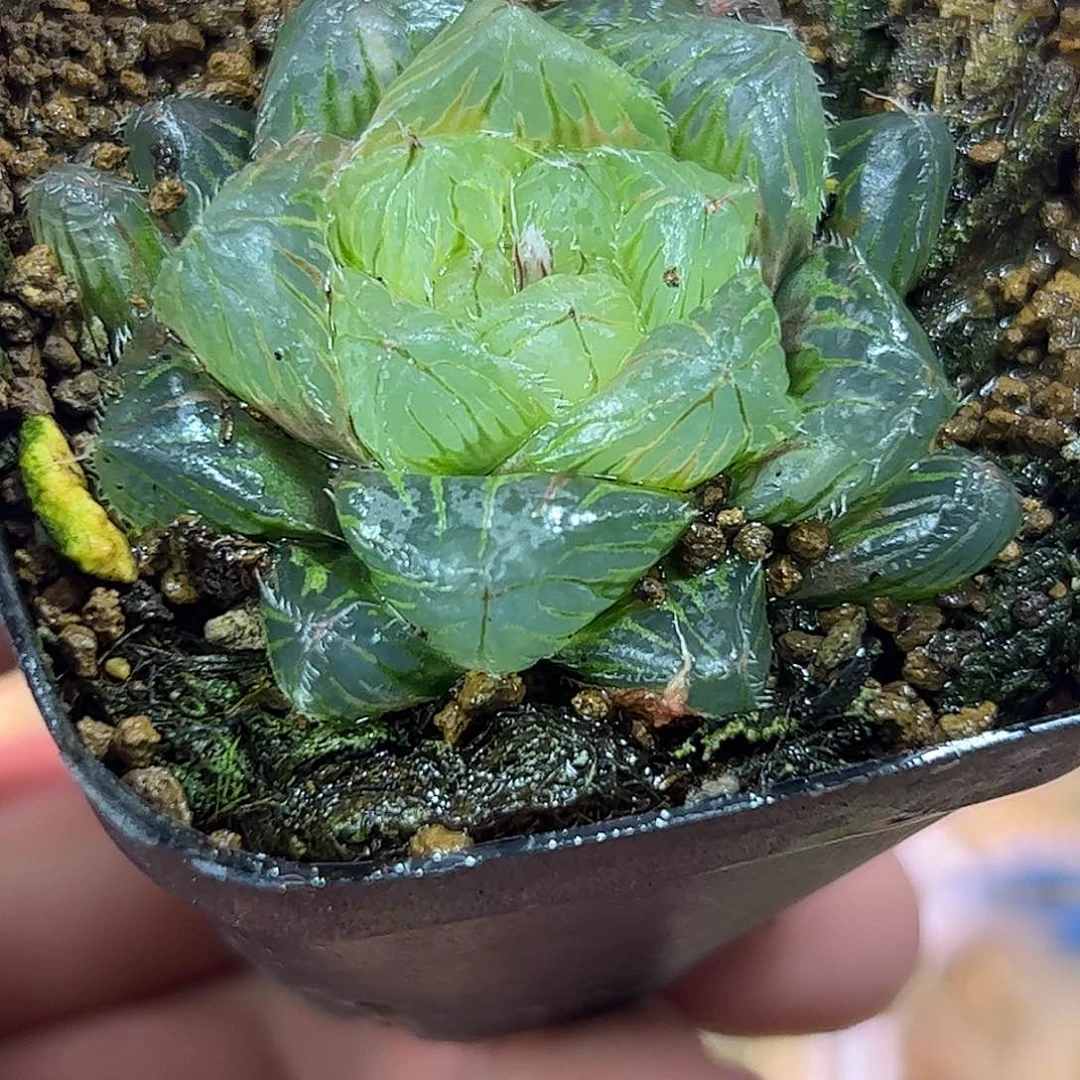 冰魄玉露锦十二卷多肉植物满