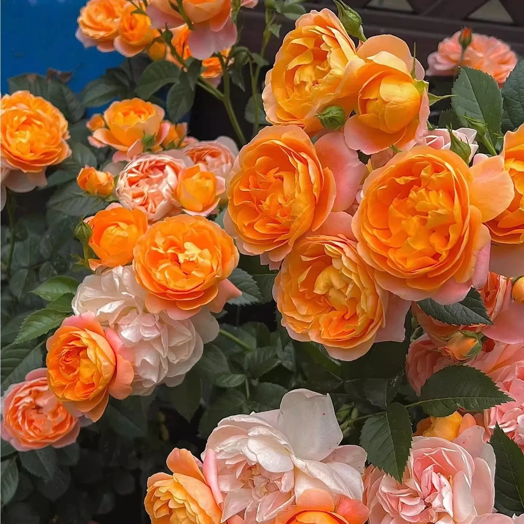 果汁阳台 爬藤月季 新品藤本 大花 勤花多季 长势快抗病 直立爬藤