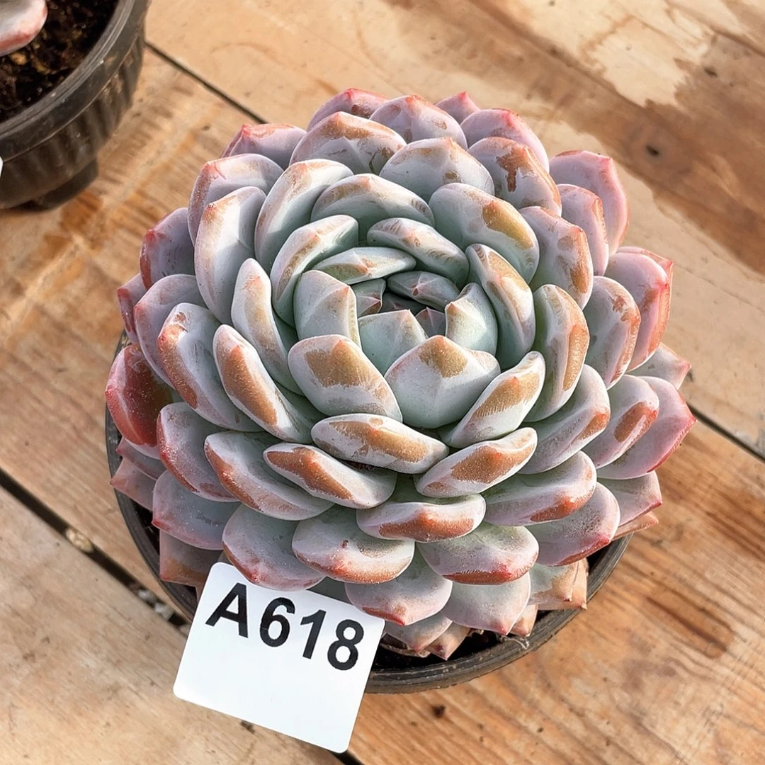 618多肉植物多肉植物