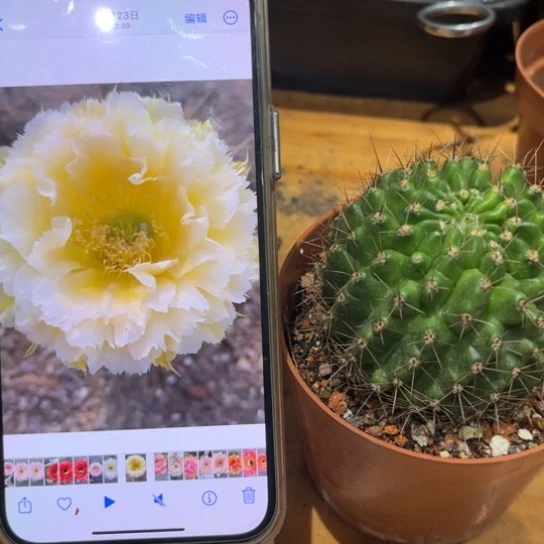 彩草黄牡丹6公分左右