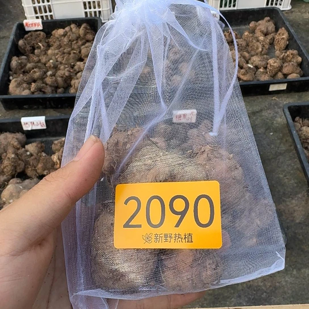 完全开放2090粉色和声裸球不售后