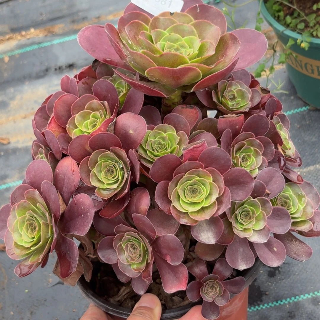 581魅金多肉植物发货