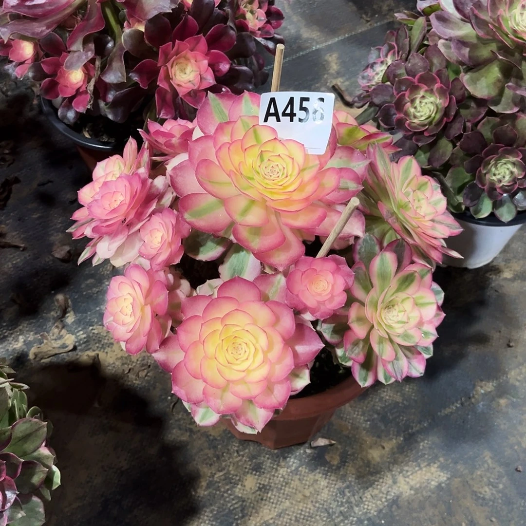 多肉植物倾城456多肉