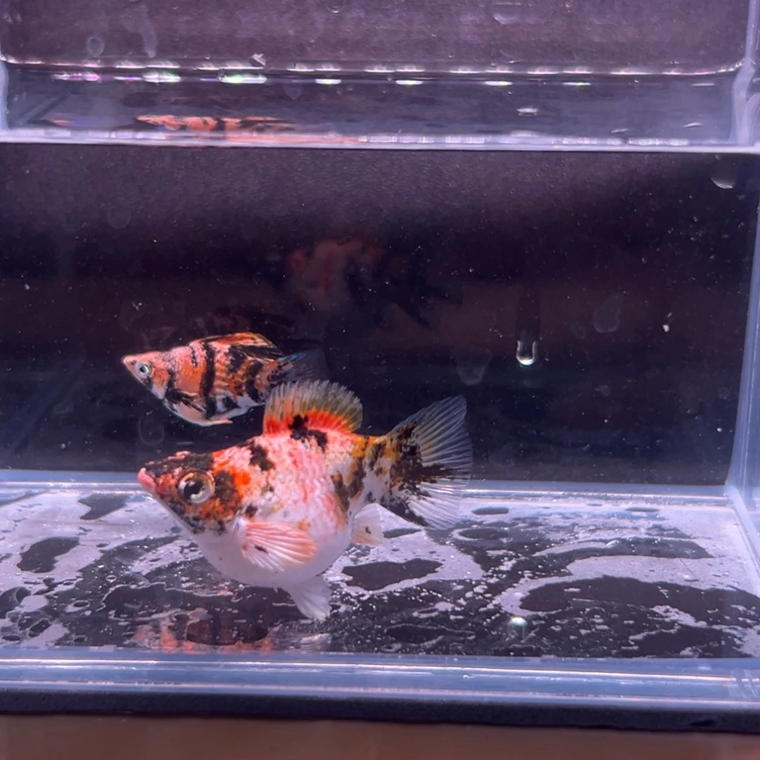 孔雀鱼虎皮玛丽球鱼一对