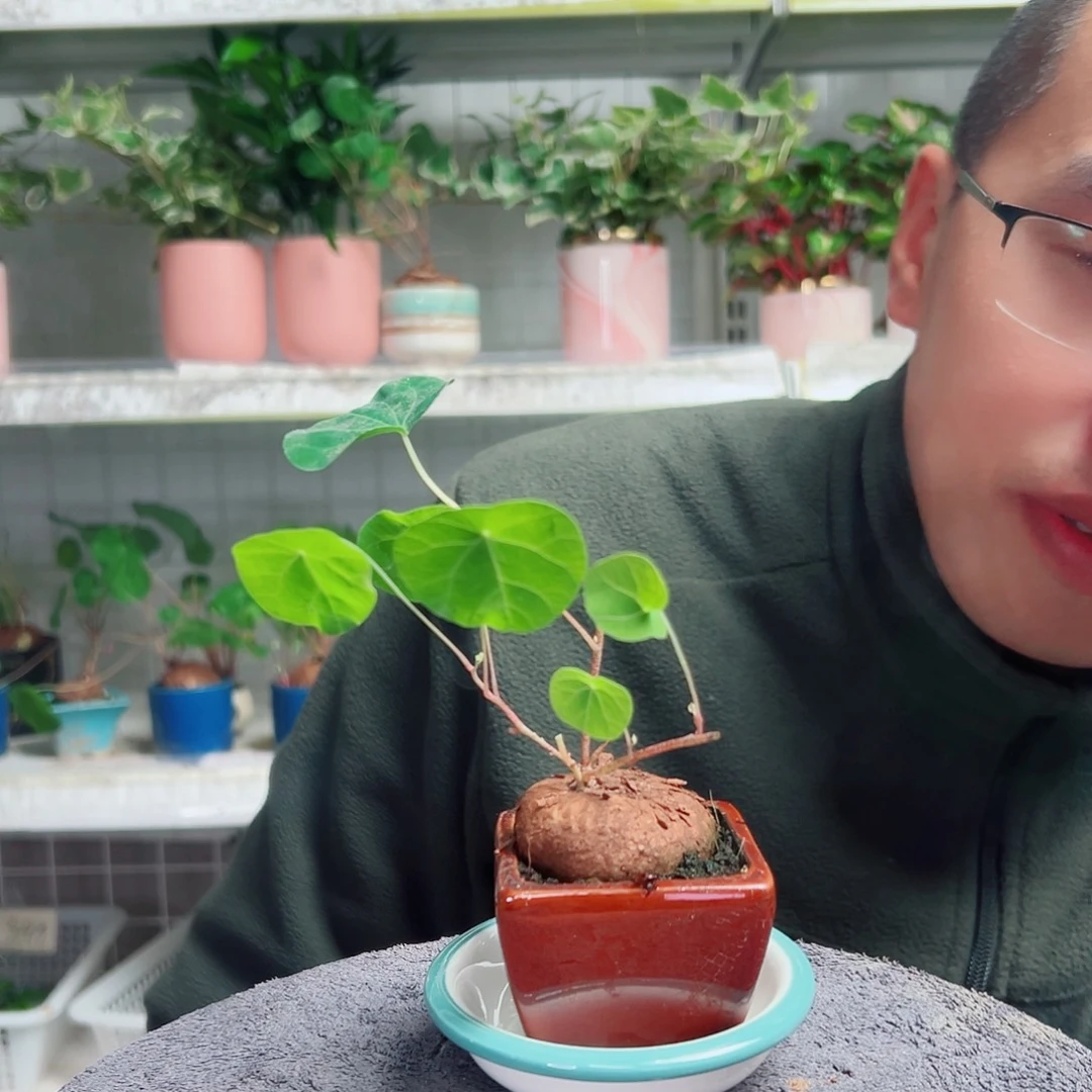 大***】无花朵17