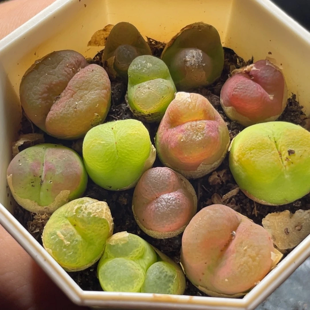 今晚7方特价一物一拍